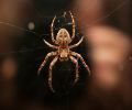 Extermination d'insectes à Blainville araignée