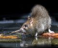 Extermination de rats à Blainville Problème de rats