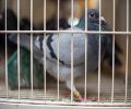 Capture de pigeon à Blainville