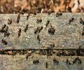 Exterminateur de fourmis à Blainville