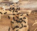 Extermination Blainville extermination de fourmis