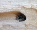 Extermination de fourmis charpentières