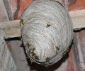 Problème de nid de guêpe à Blainville