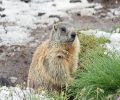 Extermination de marmotte à Blainville