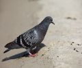 Capture pigeon Blainville