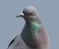 Extermination de pigeon à Blainville
