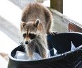 Exterminateur de raton laveur à Blainville Problème de raton laveur