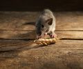 Exterminateur de souris à Blainville